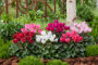 Cyclamen collection