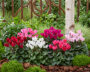 Cyclamen collection