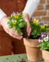 Planting pansies