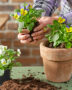 Planting pansies