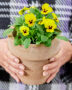 Hands holding pot with pansies