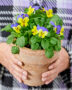 Hands holding pot with pansies