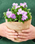 Hands holding pot with pansies