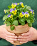 Hands holding pot with pansies