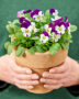 Hands holding pot with pansies