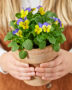 Hands holding pot with pansies