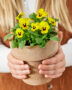 Hands holding pot with pansies