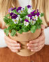 Hands holding pot with pansies