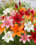 Lilium mixed