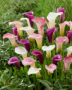 Zantedeschia blend