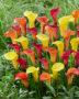 Zantedeschia blend