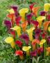 Zantedeschia blend