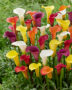 Zantedeschia blend