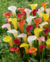 Zantedeschia blend