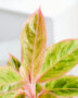 Aglaonema Salmon Fantasy