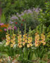 Gladiolus Conca Verde