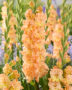 Gladiolus The Great Queen Elizabeth