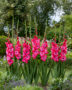 Gladiolus Lummiere