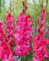 Gladiolus Lumiere, Lummiere, Lumierre