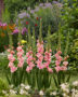 Gladiolus Quepo