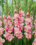 Gladiolus Quepo