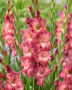 Gladiolus Tiramisu