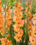 Gladiolus Olympic Flame