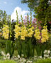 Gladiolus Burning Sunrays