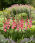 Gladiolus Strawberry Swirl