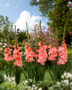 Gladiolus New Release