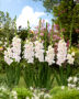 Gladiolus Norma Jean