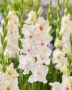 Gladiolus norma jean