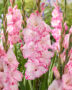 Gladiolus My Love