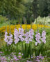 Gladiolus Blue Tropic