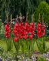 Gladiolus Velvet Raspberry