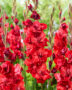 Gladiolus Velvet Raspberry