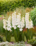 Gladiolus Ivory Perfection