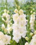 Gladiolus Ivory Perfection