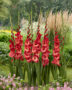 Gladiolus Mohican