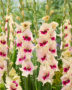 Gladiolus Amber Mistique