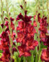 Gladiolus Chocolate