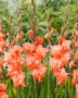 Gladiolus Flaming Sunset