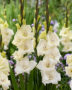 Gladiolus Amber