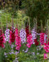 Gladdies Gladiolus mix