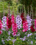 Gladdies Gladiolus mix