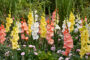 Gladdies Gladiolus mix