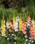 Gladdies Gladiolus mix