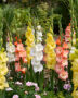 Gladdies Gladiolus mix