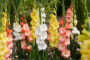 Gladdies Gladiolus mix