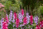 Gladdies Gladiolus combinatie